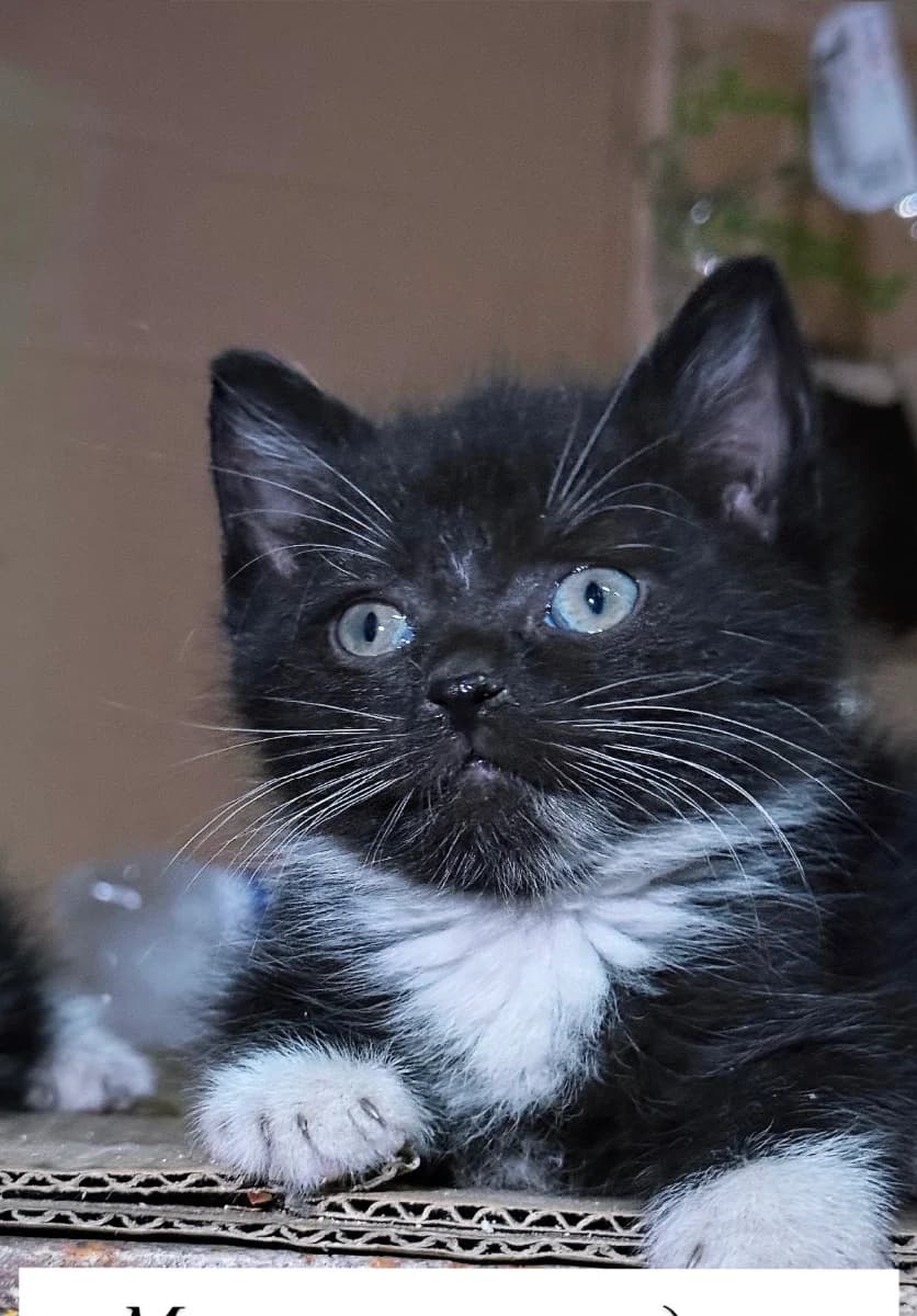 Srochno! Kotyata (Срочно! Котята), Mixed Breed for adoption at Kotyata Darom, Minsk Region