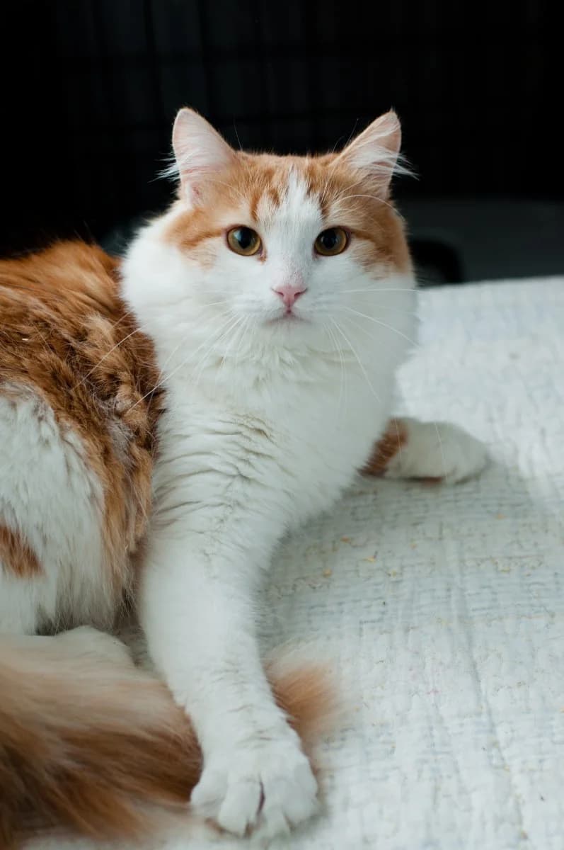 Alisey - skazochnyy kot (Алисей - сказочный кот), male Mixed Breed for adoption at Kotyata Darom, Minsk Region