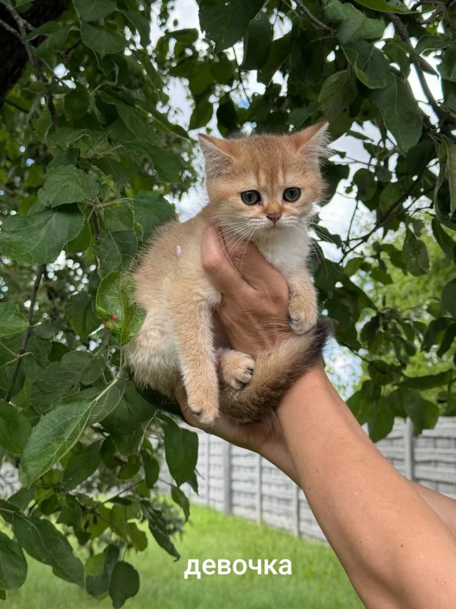 Shotlandskie kotyata (Шотландские котята), Mixed Breed for adoption at Kotyata Darom, Minsk Region