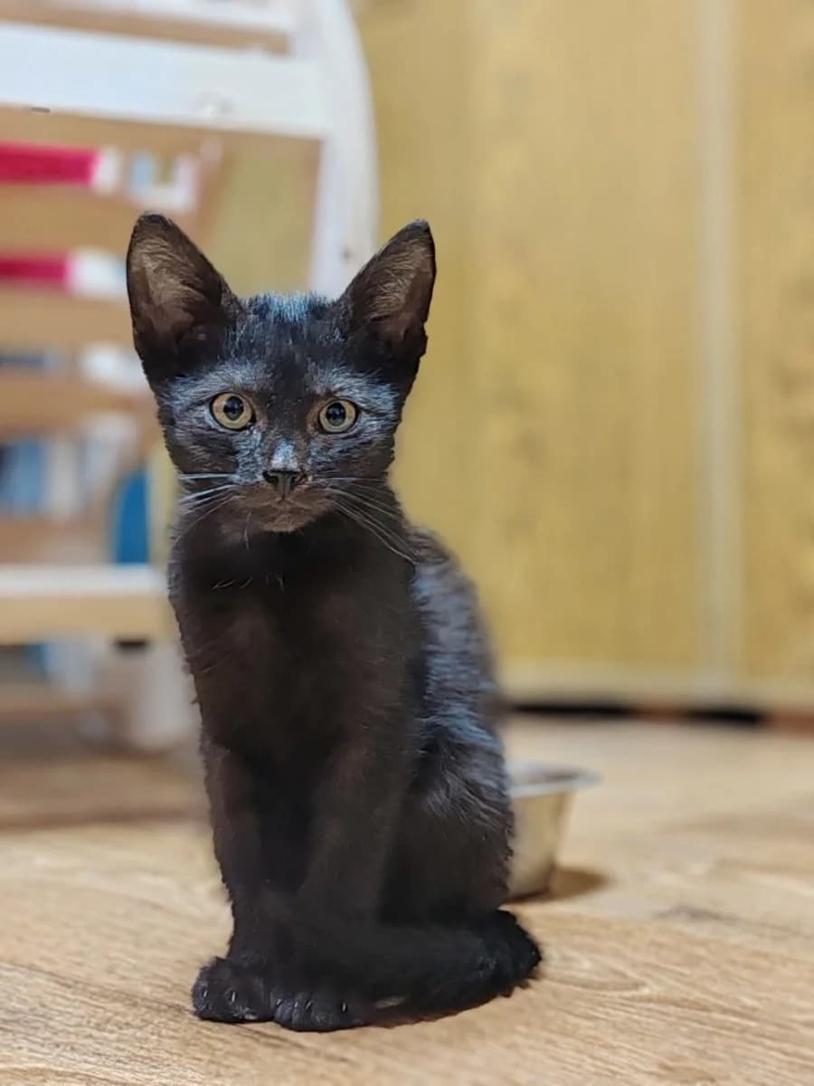 Kotёnok Shamil v dobrye ruki (Котёнок Шамиль в добрые руки), Mixed Breed for adoption at Kotyata Darom, Minsk Region