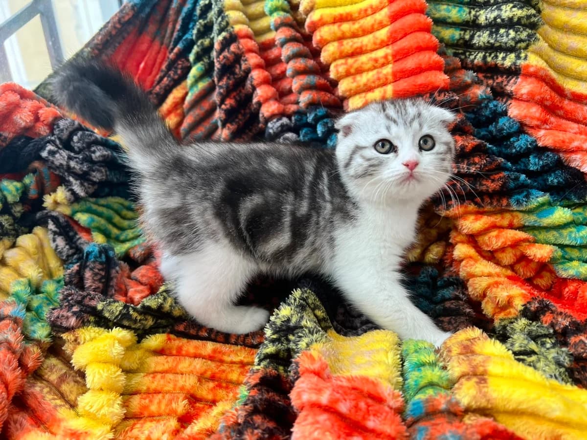 Shotlandskie kotyata (Шотландские котята), Mixed Breed for adoption at Kotyata Darom, Minsk Region