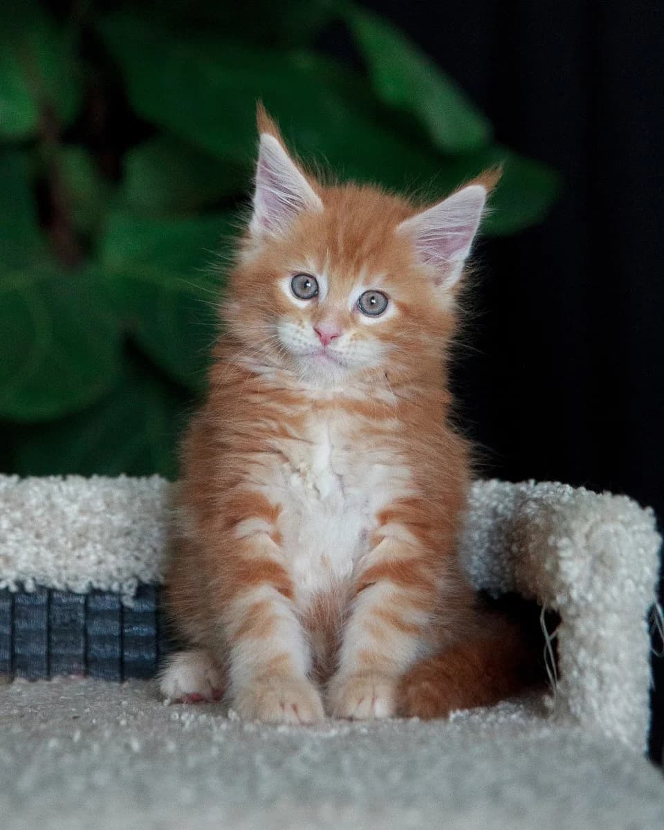 DEVOChKA MEYN-KUN (ДЕВОЧКА МЕЙН-КУН), female Mixed Breed for adoption at Kotyata Darom, Minsk Region
