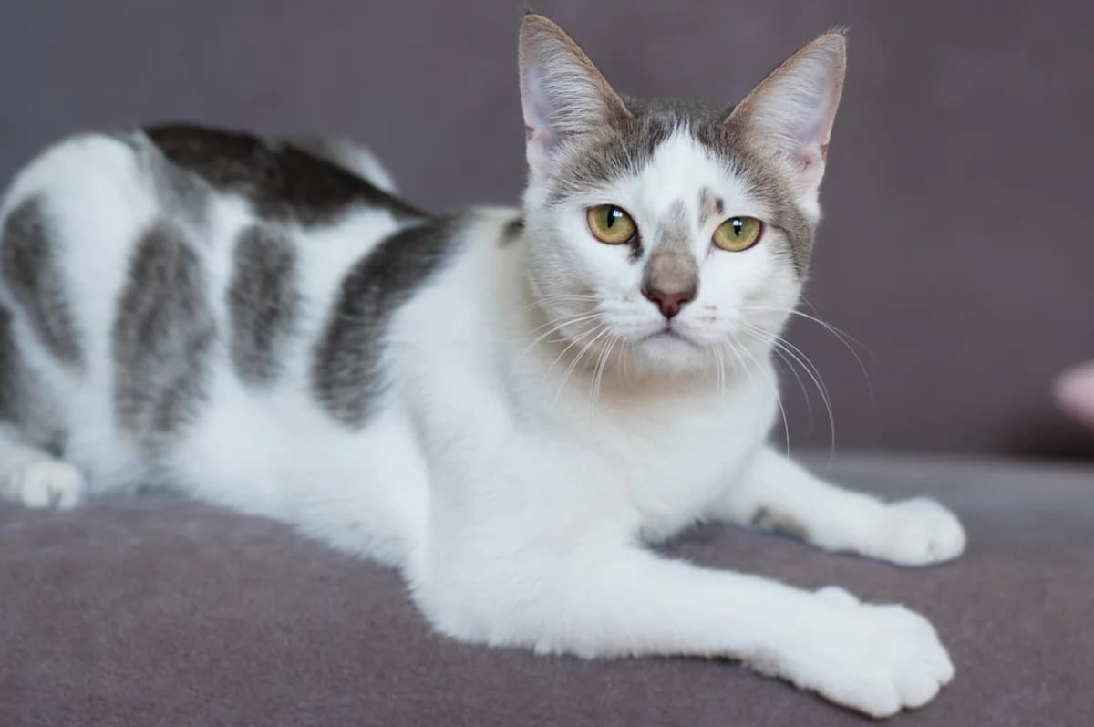 Viva - shustraya malyshka (Вива - шустрая малышка), Mixed Breed for adoption at Kotyata Darom, Minsk Region