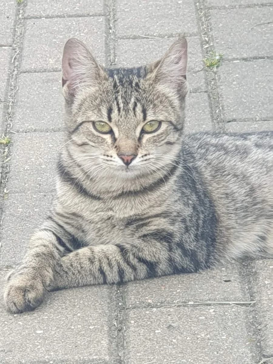 Spasite kotenka (Спасите котенка), Mixed Breed for adoption at Kotyata Darom, Minsk Region