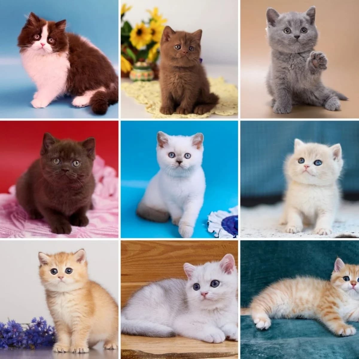 Britanskie Kotyata Ot Chempionov - ot klassiki do eksklyuziva (Британские Котята От Чемпионов - от к, Mixed Breed for adoption at Kotyata Darom, Minsk Region