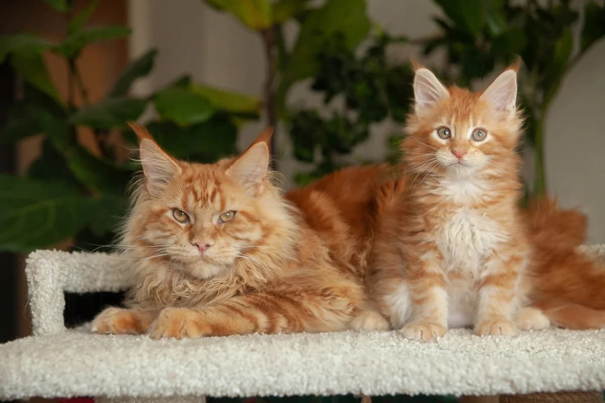 malchik meyn-kun (мальчик мейн-кун), male Mixed Breed for adoption at Kotyata Darom, Minsk Region