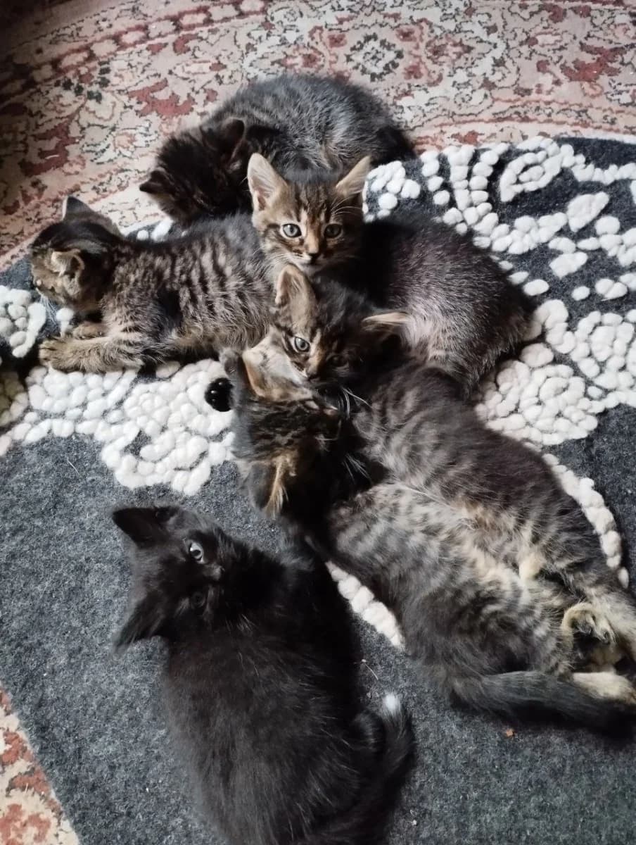 Kormyashtey koshke i kotyatam nuzhna perederzhka, dom i pomosht (Кормящей кошке и котятам нужна пере, Mixed Breed for adoption at Kotyata Darom, Minsk Region