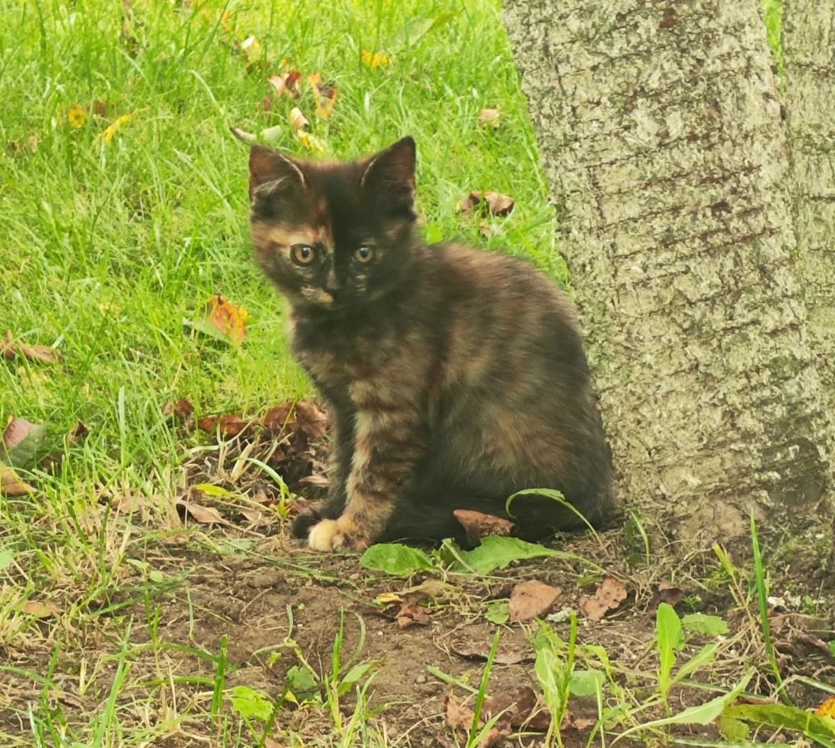 Kotyata v dar (Котята в дар), Mixed Breed for adoption at Kotyata Darom, Minsk Region