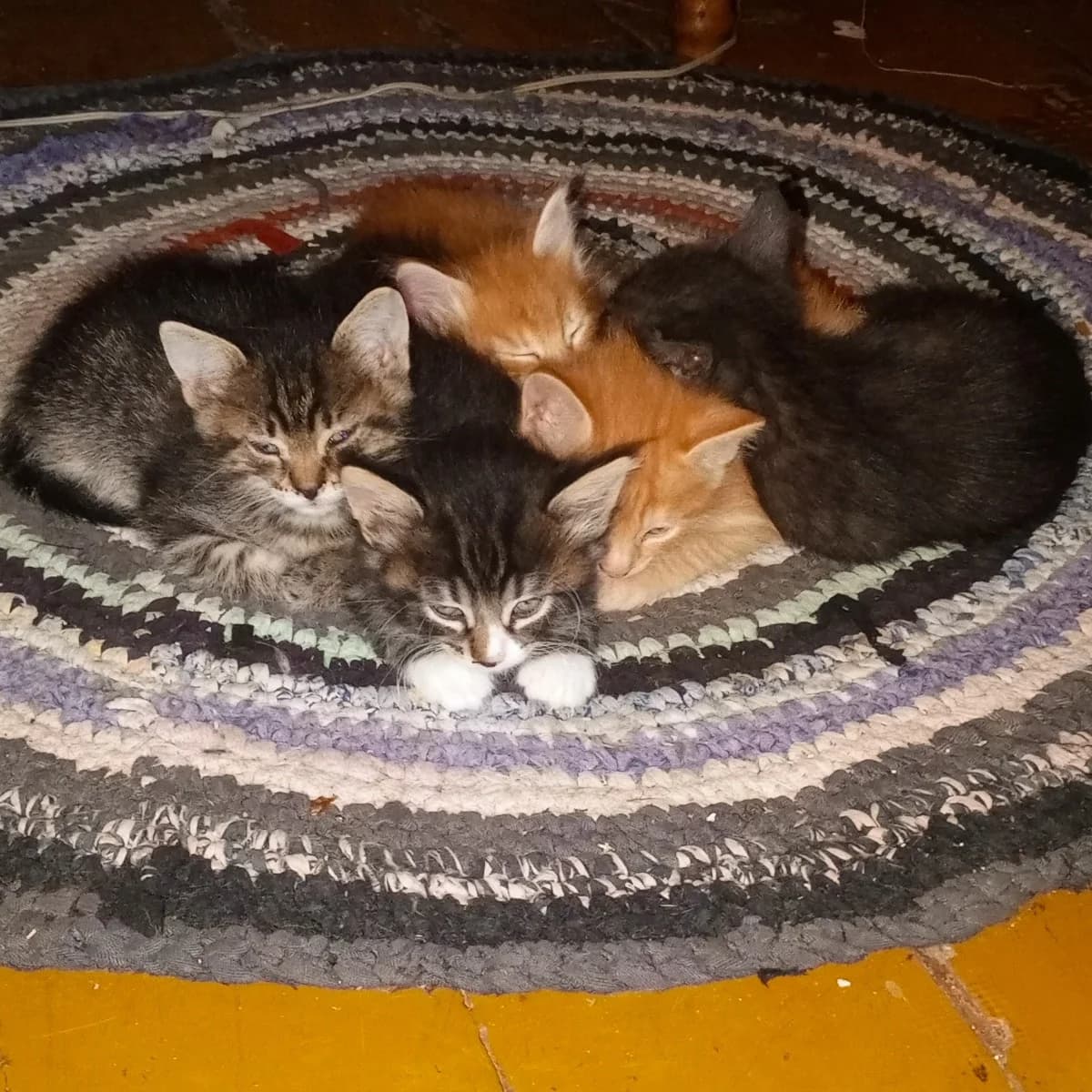 Banda pushistykh neposed gotova k pereezdu (Банда пушистых непосед готова к переезду), Mixed Breed for adoption at Kotyata Darom, Minsk Region