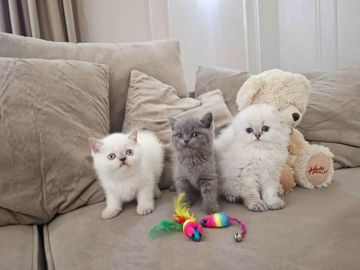 Shotlandskie plyushevye kotyata (Шотландские плюшевые котята), Mixed Breed for adoption at Kotyata Darom, Minsk Region