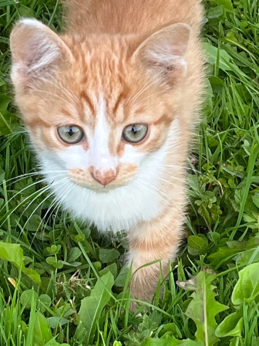 Dva pushistika ishtut dom (Два пушистика ищут дом), Mixed Breed for adoption at Kotyata Darom, Minsk Region