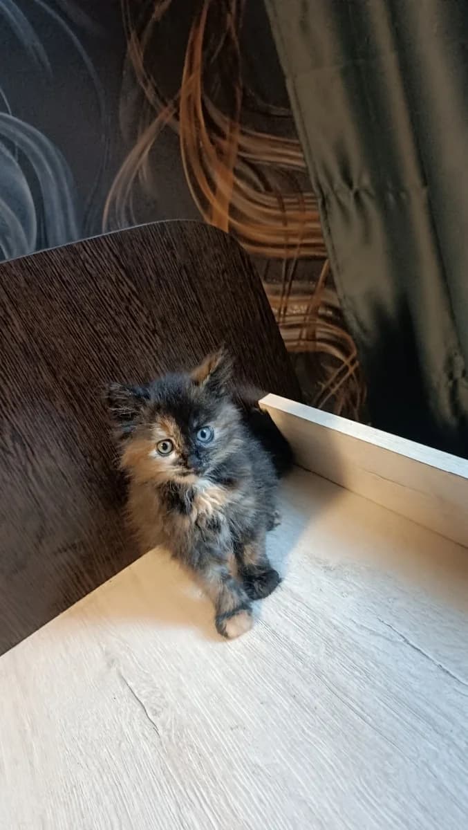 Kotyata (Котята), Mixed Breed for adoption at Kotyata Darom, Minsk Region