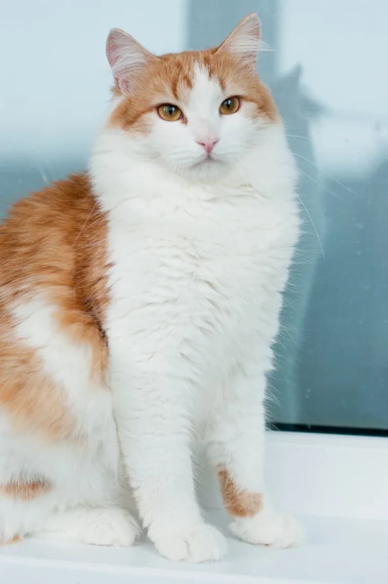 Alisey - skazochnyy kot (Алисей - сказочный кот), male Mixed Breed for adoption at Kotyata Darom, Minsk Region