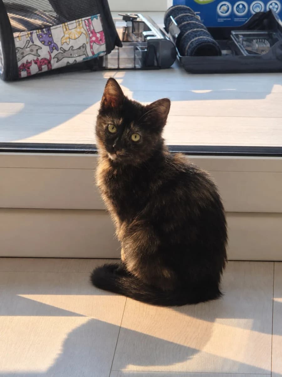 Talli - schastlivaya trekhtsvetnaya koshechka v dar (Талли - счастливая трехцветная кошечка в дар), female Mixed Breed for adoption at Kotyata Darom, Minsk Region