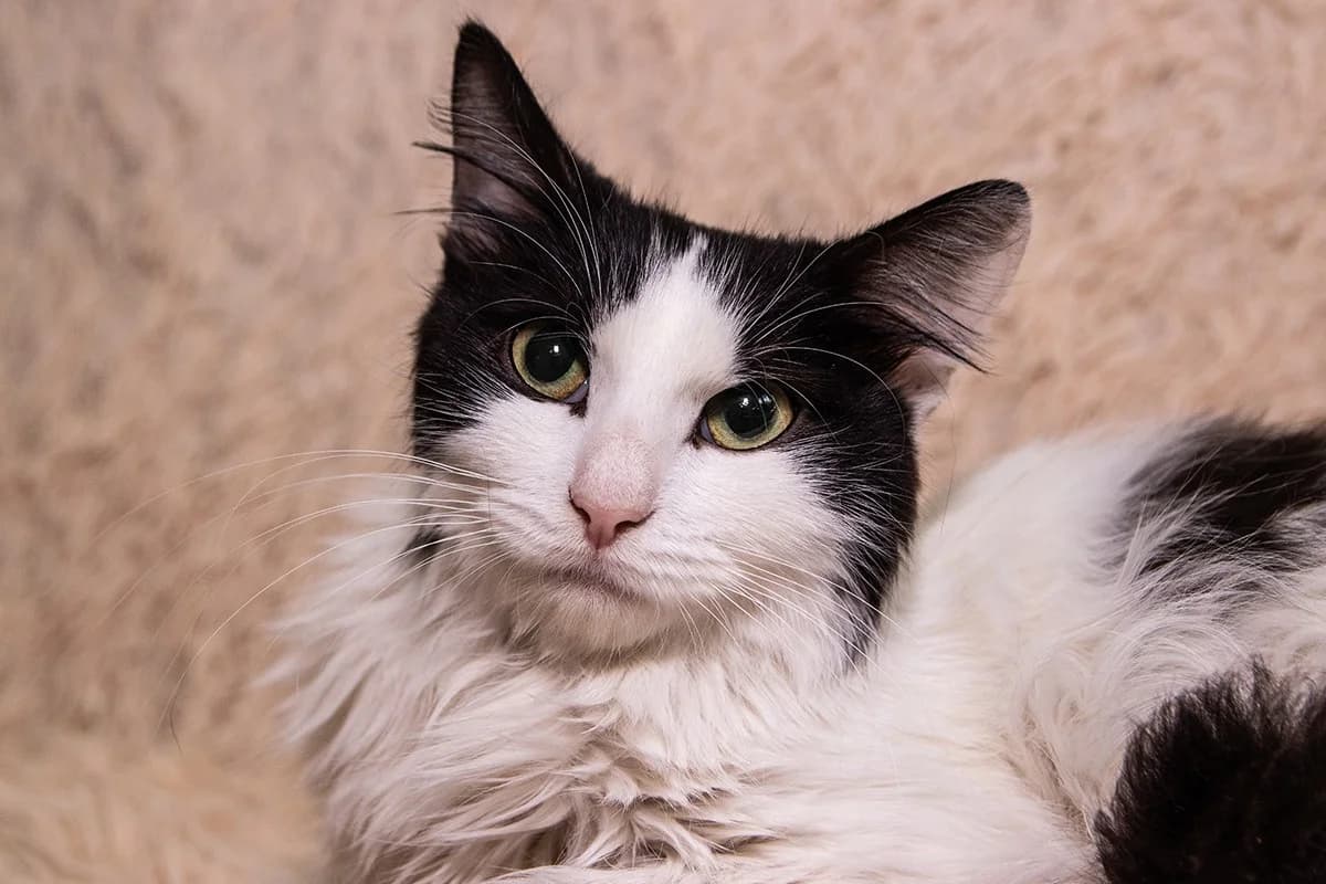 Intelligentnyy kotik Belchonok v dar (Интеллигентный котик Бельчонок в дар), male Mixed Breed for adoption at Kotyata Darom, Minsk Region
