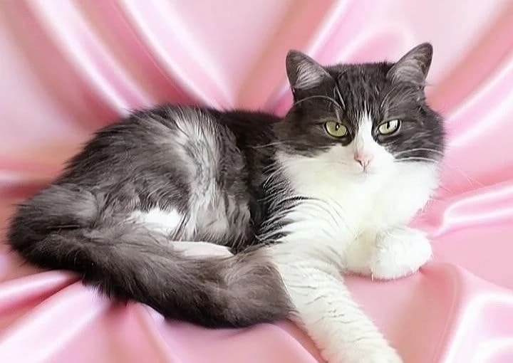 Udivitelnaya Lesi (Удивительная Леси), Mixed Breed for adoption at Kotyata Darom, Minsk Region