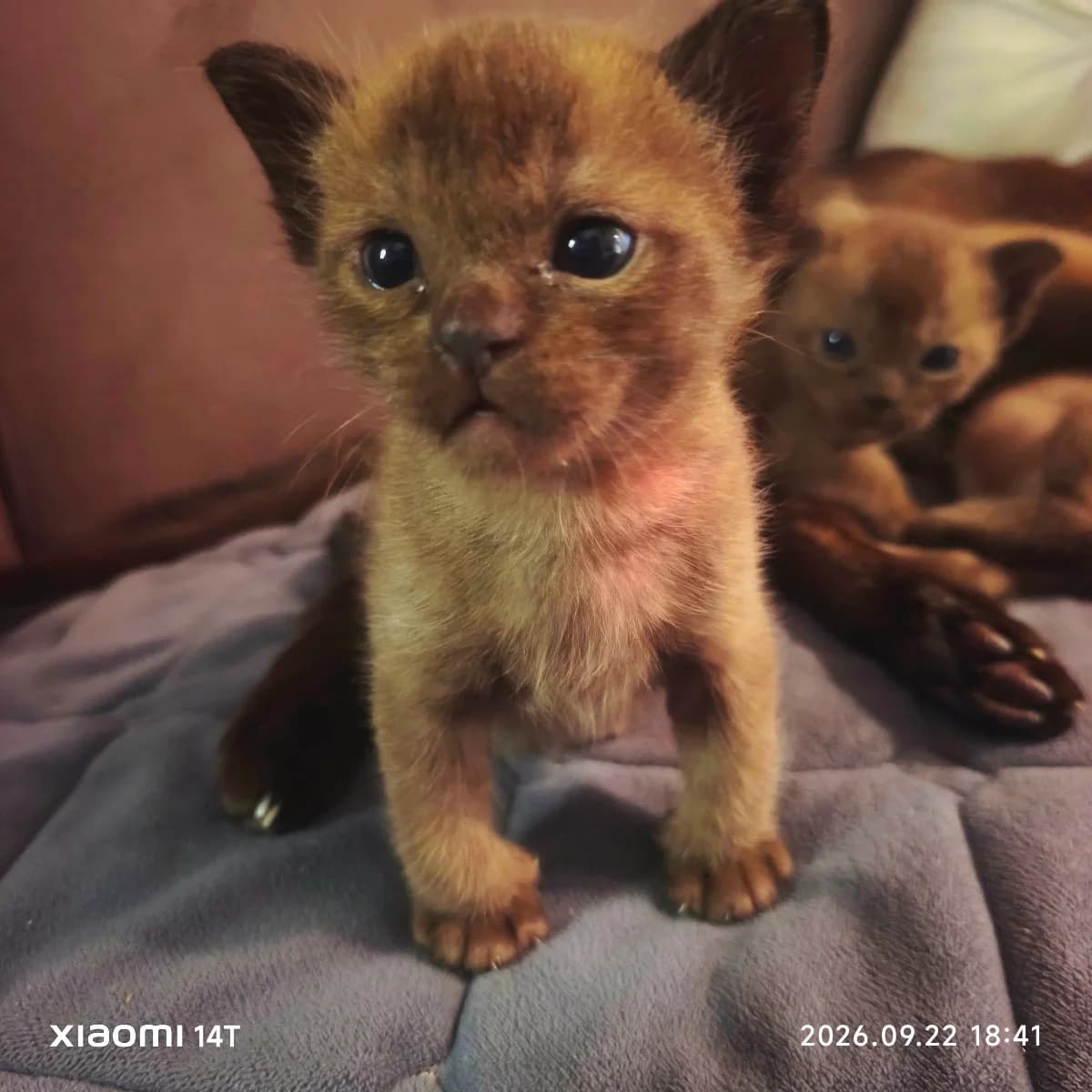 Bronirovanie kotyat burma (Бронирование котят бурма), Mixed Breed for adoption at Kotyata Darom, Minsk Region
