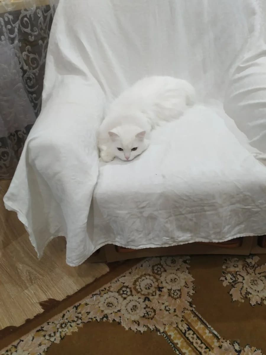 Bela i Meri, sterilizovannye koshechki (Бела и Мэри, стерилизованные кошечки), Mixed Breed for adoption at Kotyata Darom, Minsk Region