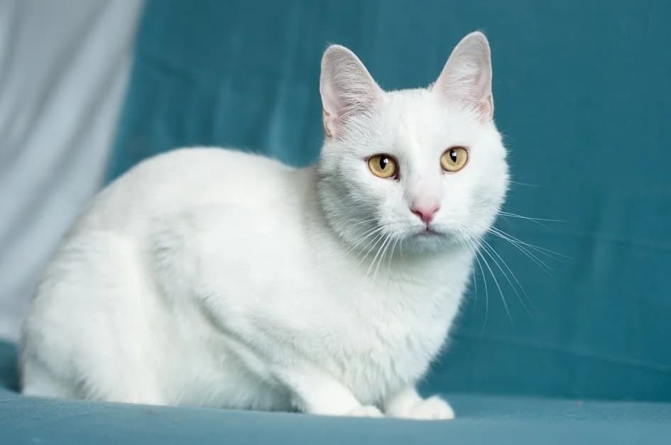 belosnezhnyy kot (белоснежный кот), male Mixed Breed for adoption at Kotyata Darom, Minsk Region