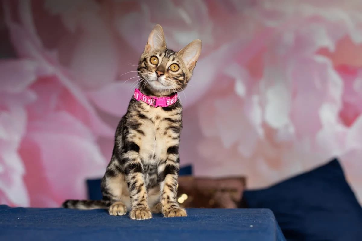 Bengalskaya devochka (Бенгальская девочка), female Mixed Breed for adoption at Kotyata Darom, Minsk Region