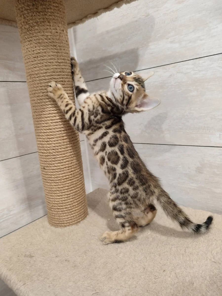 Bengalskie kotyata (devochka) (Бенгальские котята (девочка)), female Mixed Breed for adoption at Kotyata Darom, Minsk Region