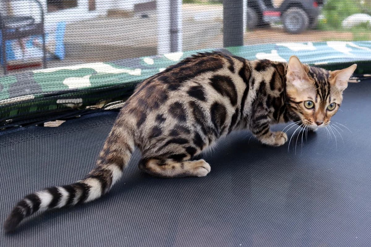 Bengalskie kotyata (Бенгальские котята), Mixed Breed for adoption at Kotyata Darom, Minsk Region