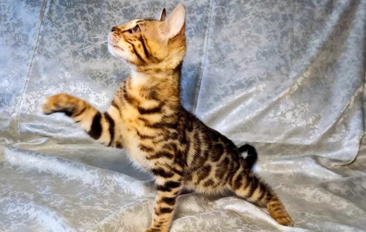 Bengalskie kotyata (Бенгальские котята), Mixed Breed for adoption at Kotyata Darom, Minsk Region