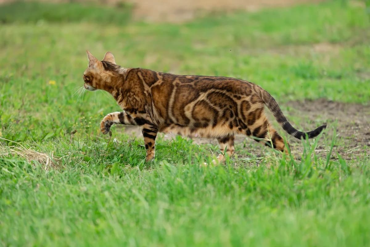 Bengalskie kotyata (Бенгальские котята), Mixed Breed for adoption at Kotyata Darom, Minsk Region