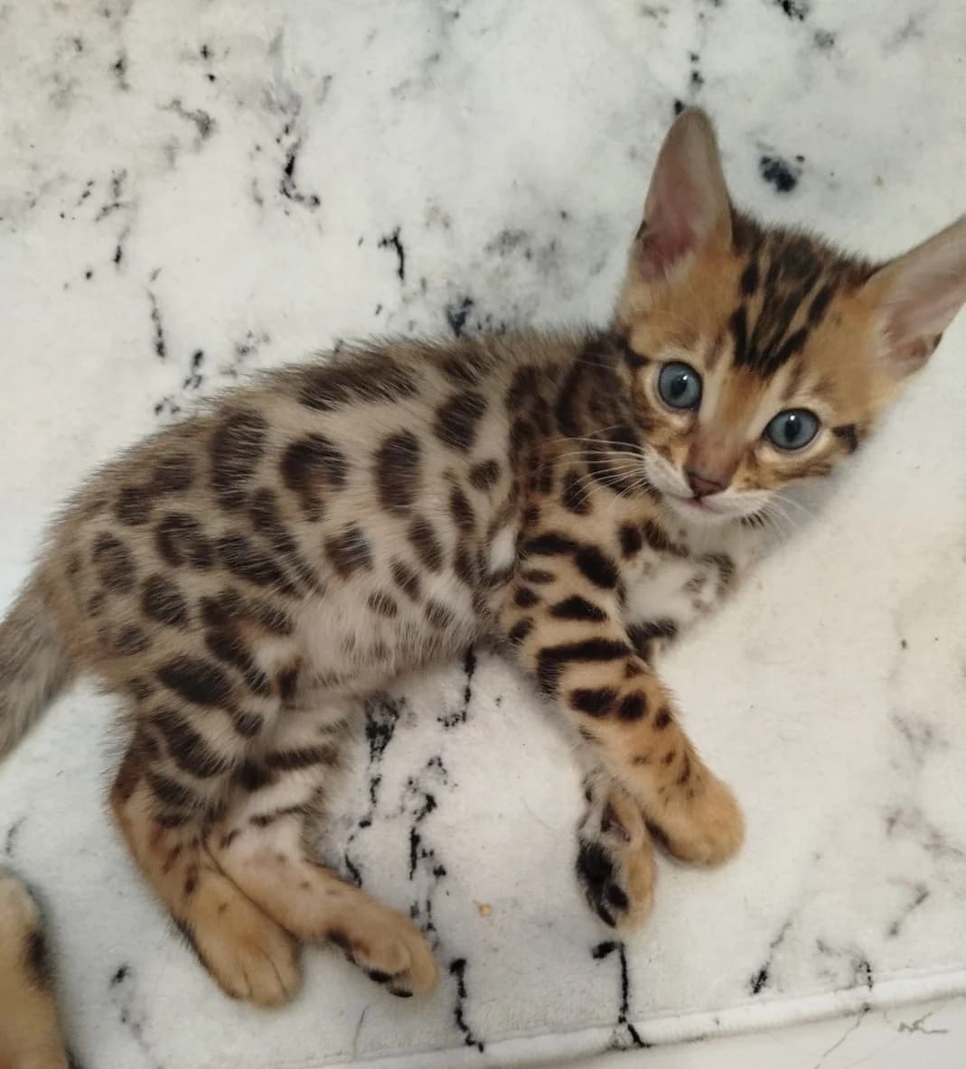 Bengalskie kotyata (Бенгальские котята), Mixed Breed for adoption at Kotyata Darom, Minsk Region