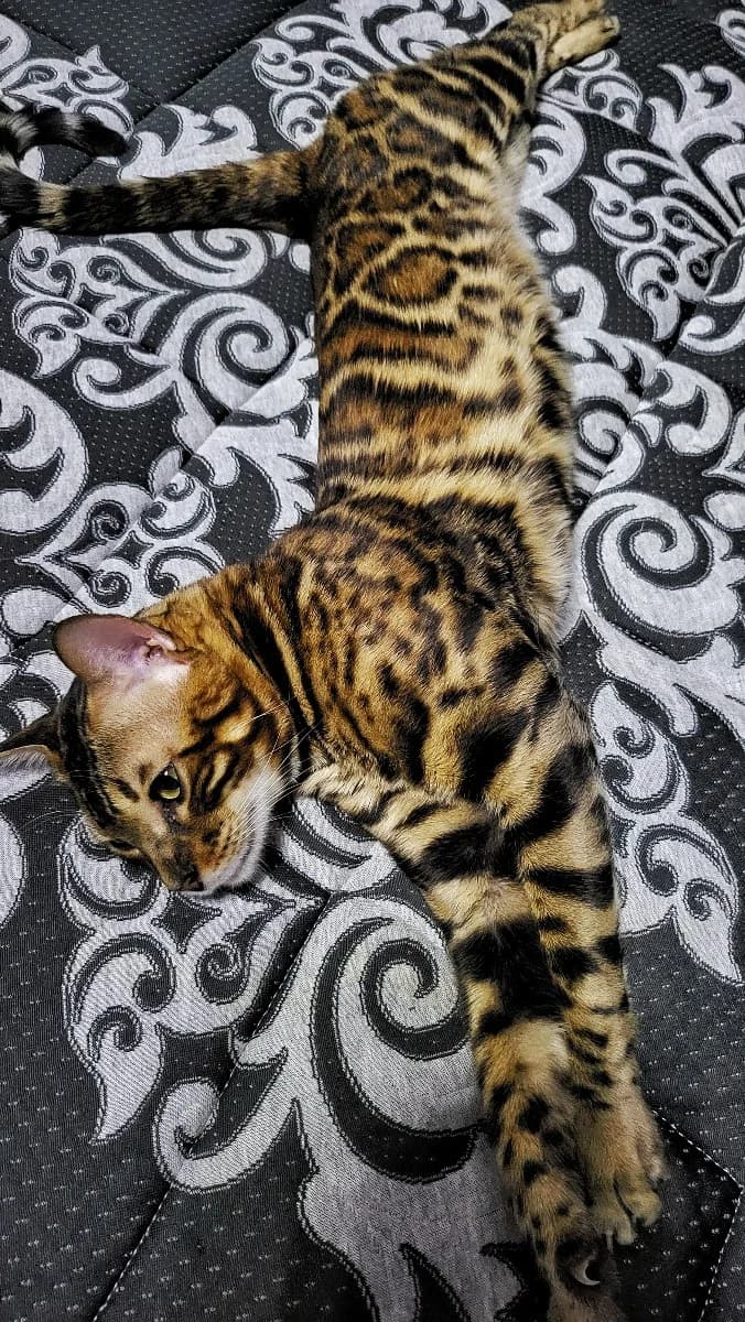 Bengalskiy kotёnok 9 mes (Бенгальский котёнок 9 мес), Mixed Breed for adoption at Kotyata Darom, Minsk Region