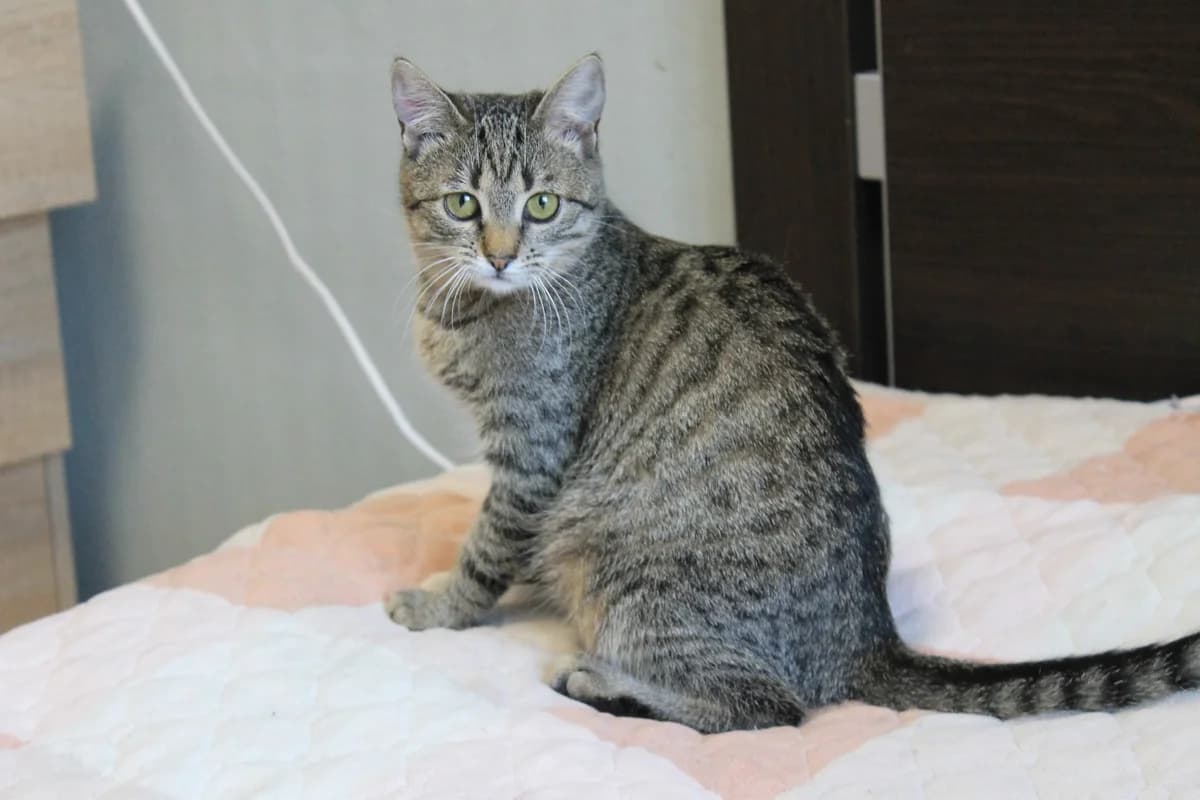 Chudesnaya Malinka, 5-6 mesyatsev (Чудесная Малинка, 5-6 месяцев), Mixed Breed for adoption at Kotyata Darom, Minsk Region