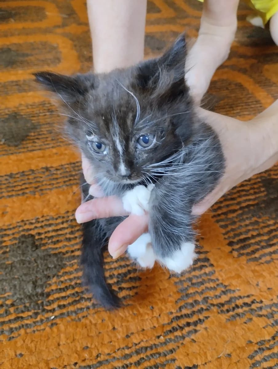 Chudesnye kotyata v dobrye ruki (Чудесные котята в добрые руки), Mixed Breed for adoption at Kotyata Darom, Minsk Region