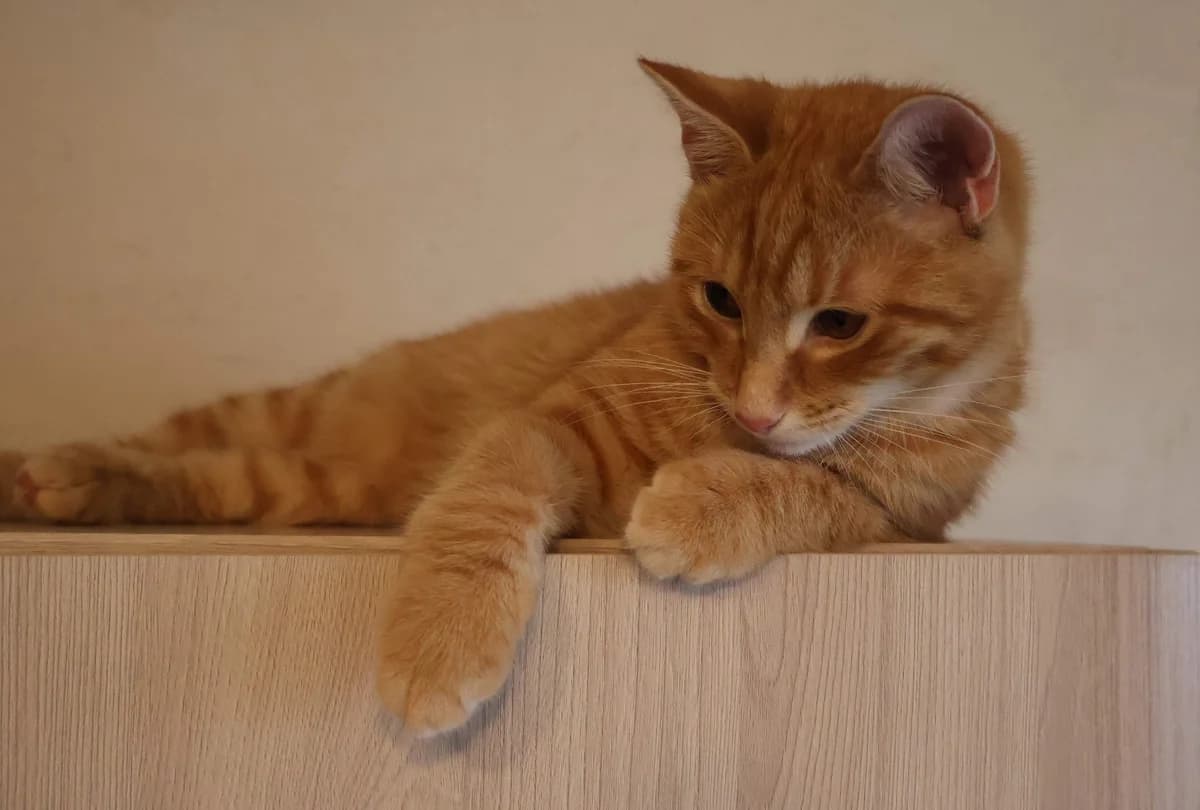 Domashniy kotenok 4 mes. Lyubit spat na ruchkakh, dobryy, ochen nezhnyy (Домашний котенок 4 мес. Люб, Mixed Breed for adoption at Kotyata Darom, Minsk Region
