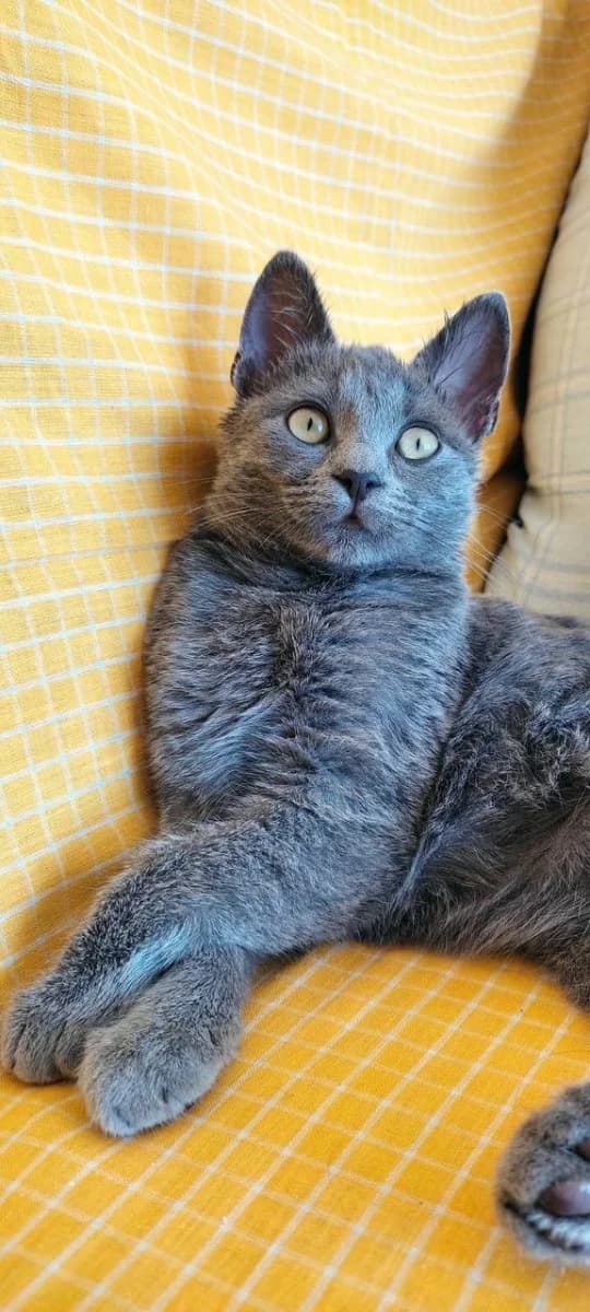 Domashniy kotenok v dobrye ruki (Домашний котенок в добрые руки), Mixed Breed for adoption at Kotyata Darom, Minsk Region