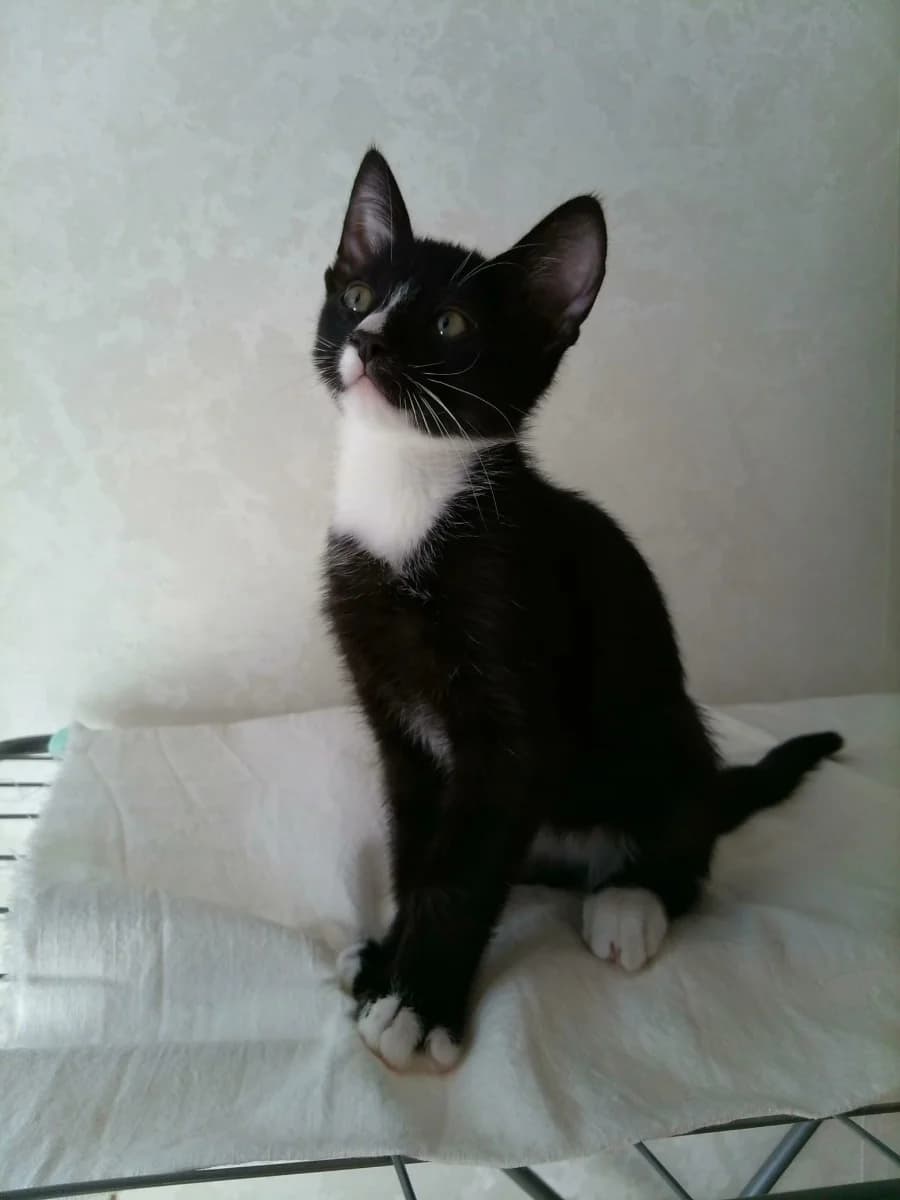 Domashniy kotёnok-mudrets Konfutsiy (3 mesyatsa) (Домашний котёнок-мудрец Конфуций (3 месяца)), Mixed Breed for adoption at Kotyata Darom, Minsk Region