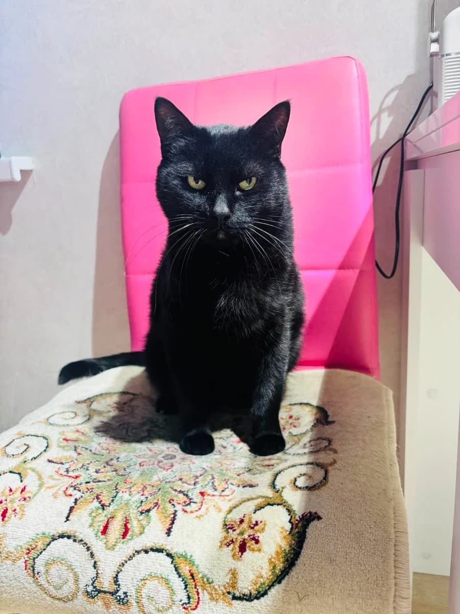 Dva kota ishtut dom (Два кота ищут дом), Mixed Breed for adoption at Kotyata Darom, Minsk Region