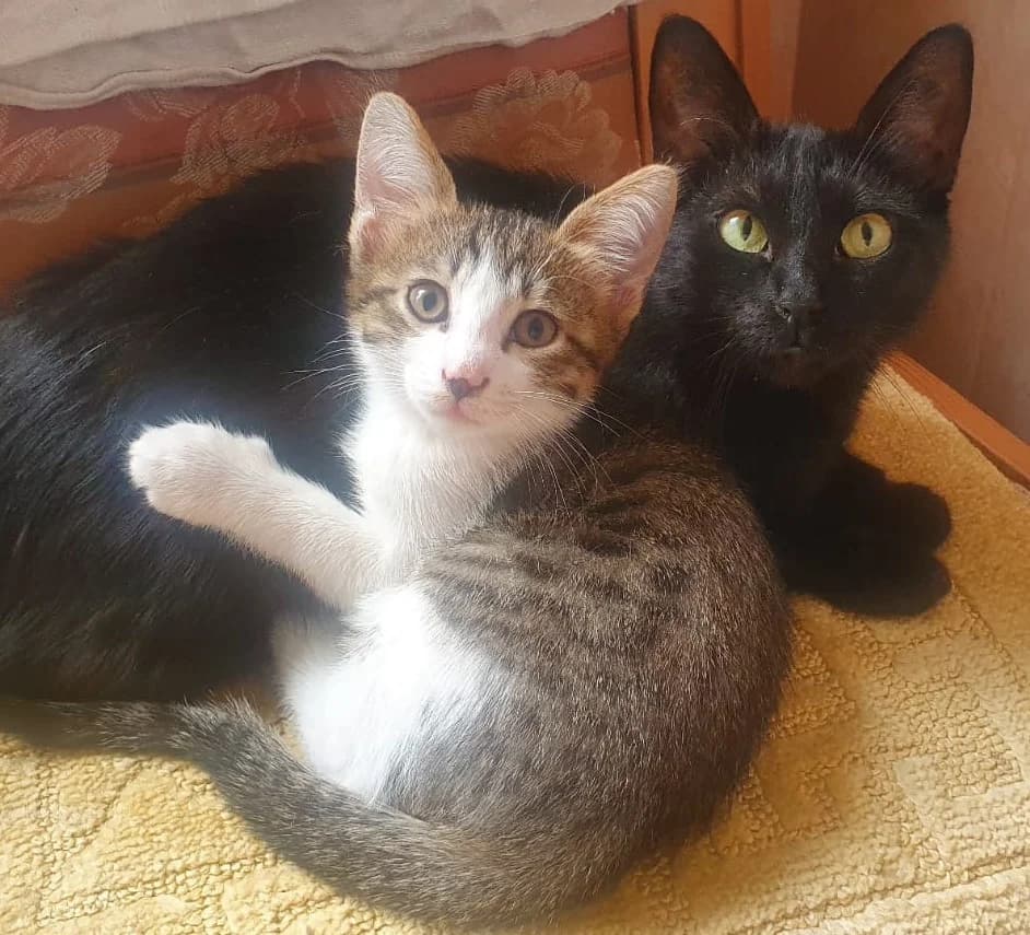 Dvukhmesyachnyy kotik v khoroshie ruki (Двухмесячный котик в хорошие руки), male Mixed Breed for adoption at Kotyata Darom, Minsk Region