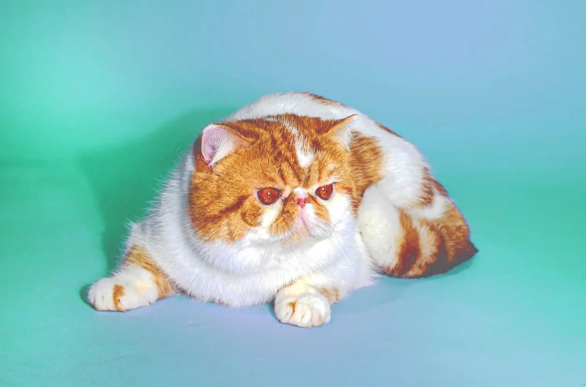 Ekzoticheskiy kot. Darom (Экзотический кот. Даром), male Mixed Breed for adoption at Kotyata Darom, Minsk Region