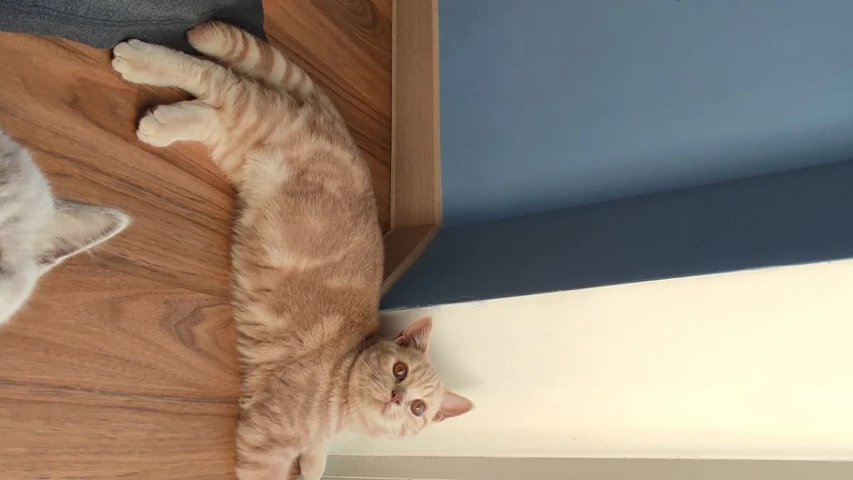 Elitnyy britanskiy kotenok (Элитный британский котенок), Mixed Breed for adoption at Kotyata Darom, Minsk Region