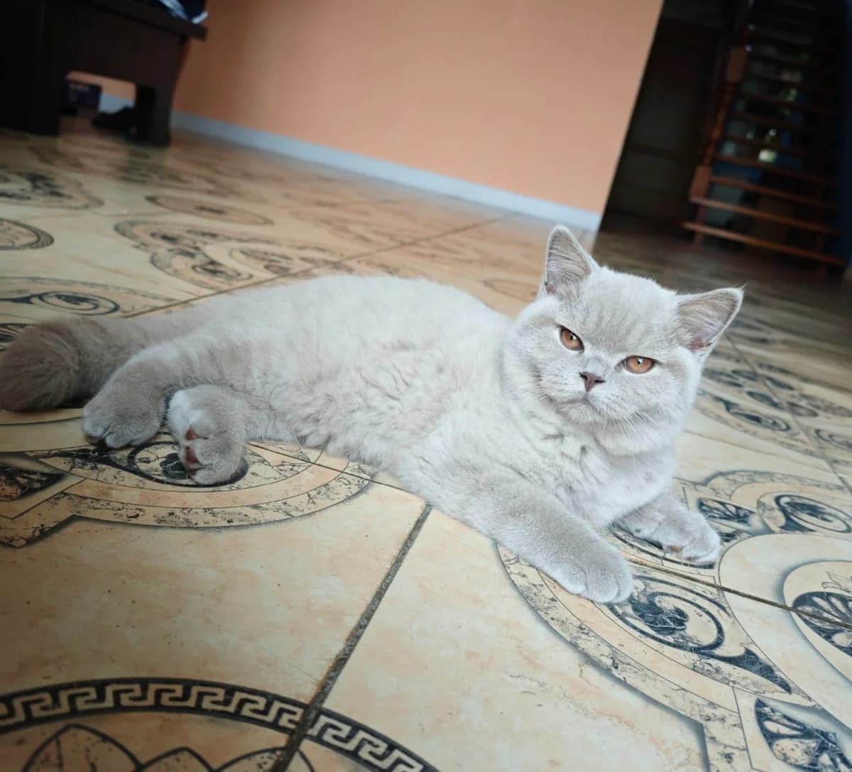 Elitnyy britanskiy kotenok (Элитный британский котенок), Mixed Breed for adoption at Kotyata Darom, Minsk Region