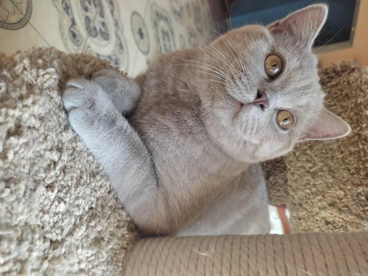 Elitnyy britanskiy kotenok (Элитный британский котенок), Mixed Breed for adoption at Kotyata Darom, Minsk Region