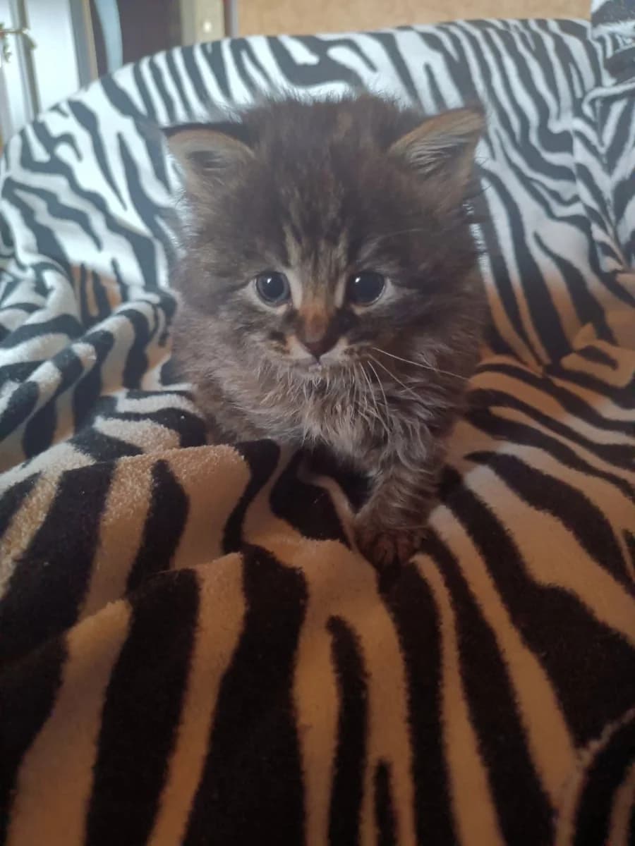 Ishtem dobrye ruki dlya zamechatelnogo kotenka (Ищем добрые руки для замечательного котенка), Mixed Breed for adoption at Kotyata Darom, Minsk Region