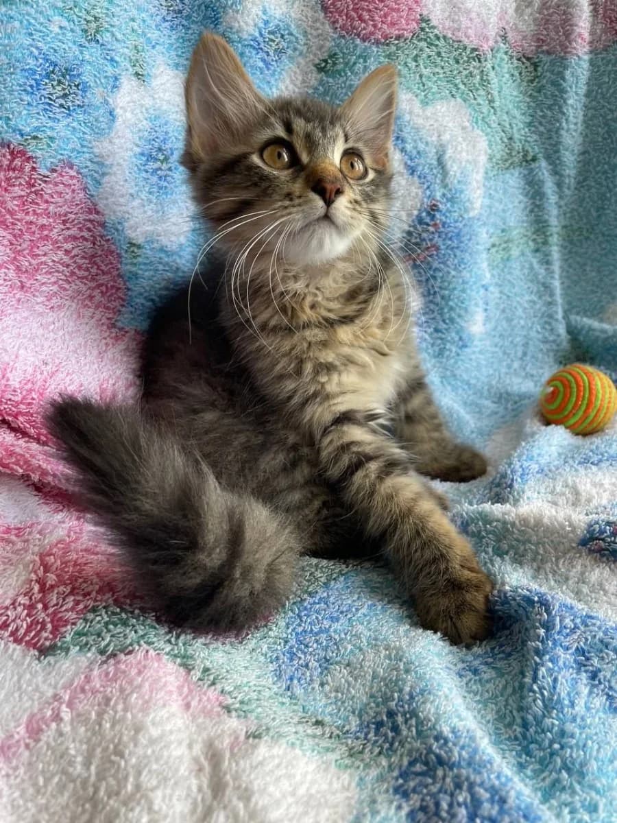 Ishtem dom dlya ocharovatelnogo kotenka Svetozara (Ищем дом для очаровательного котенка Светозара), Mixed Breed for adoption at Kotyata Darom, Minsk Region