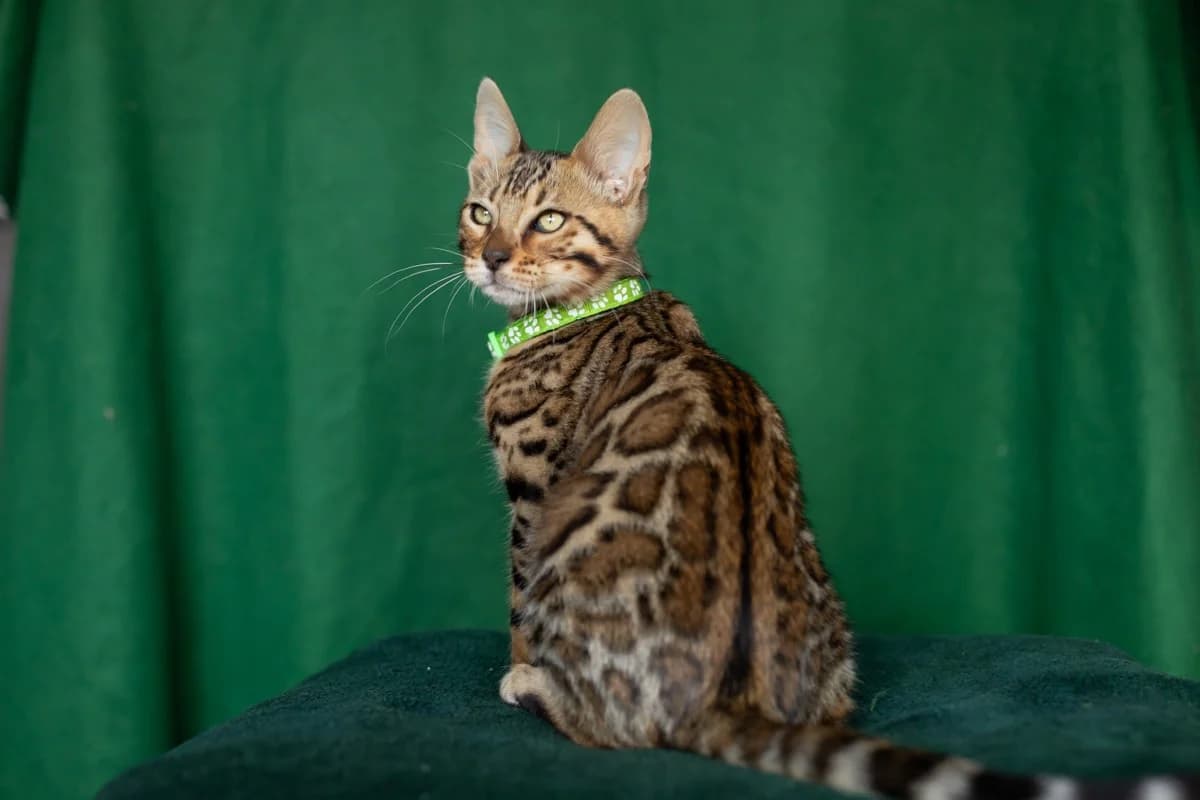 Klubnye bengalskie kotyata iz pitomnika s rodoslovnoy (Клубные бенгальские котята из питомника с род, Mixed Breed for adoption at Kotyata Darom, Minsk Region