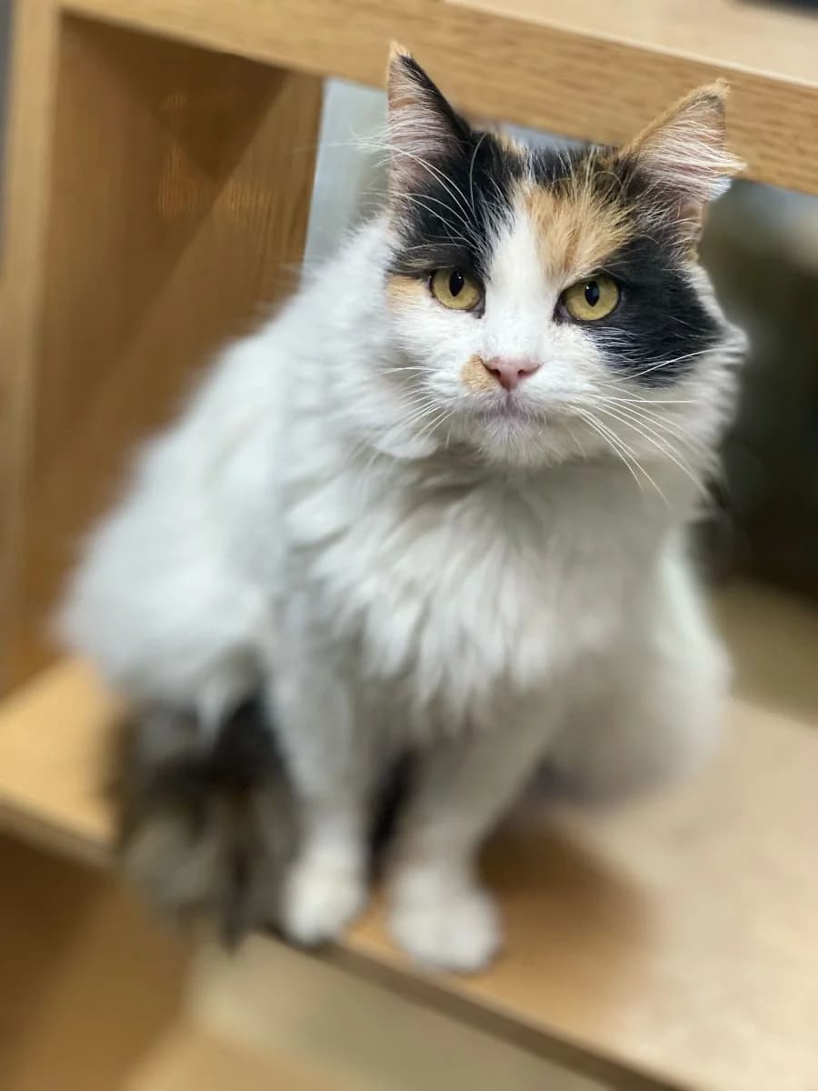 koshechka Pulkheriya v dar v dobrye ruki (кошечка Пульхерия в дар в добрые руки), female Mixed Breed for adoption at Kotyata Darom, Minsk Region