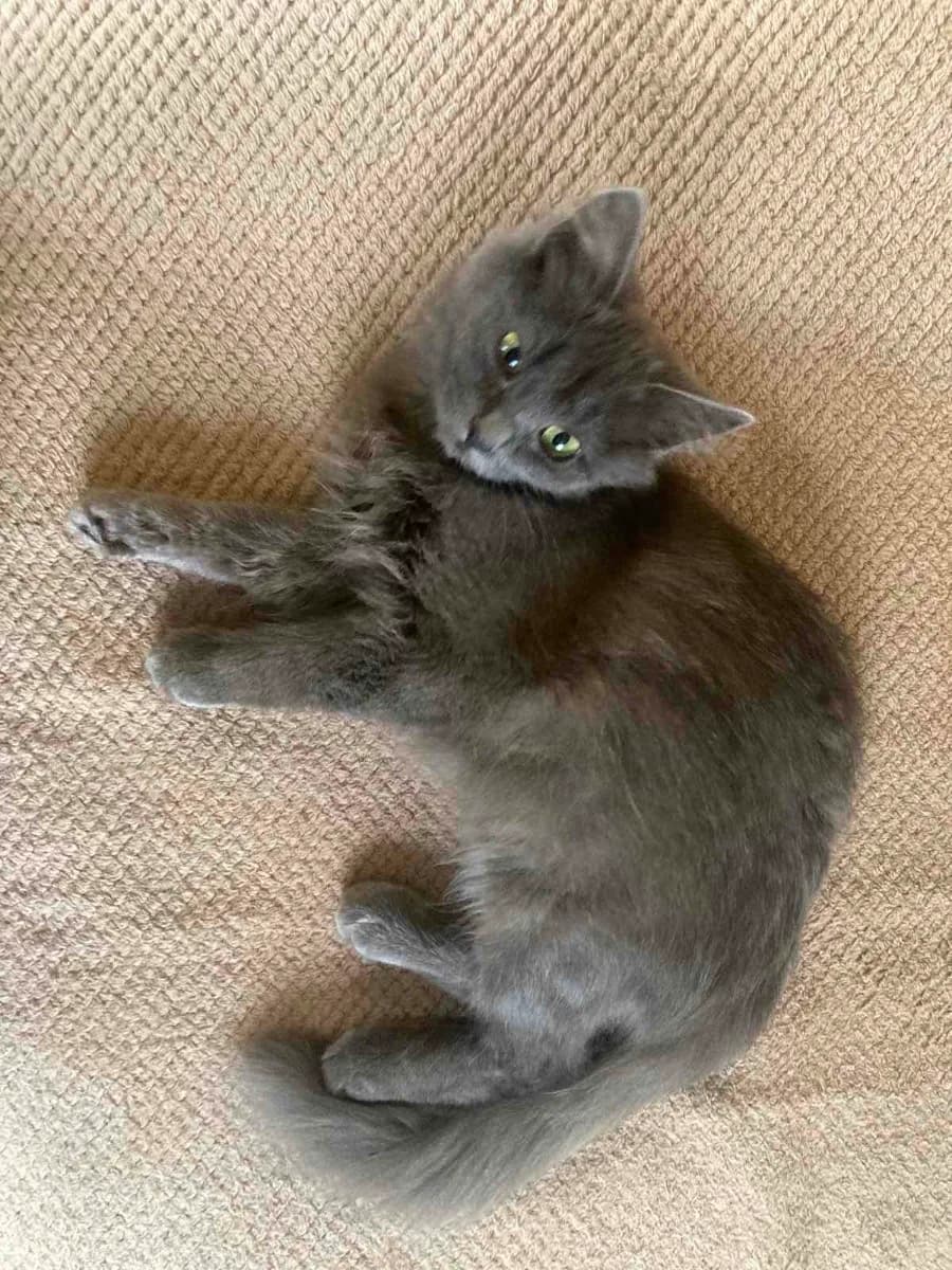 Koshechka v dar (Кошечка в дар), female Mixed Breed for adoption at Kotyata Darom, Minsk Region