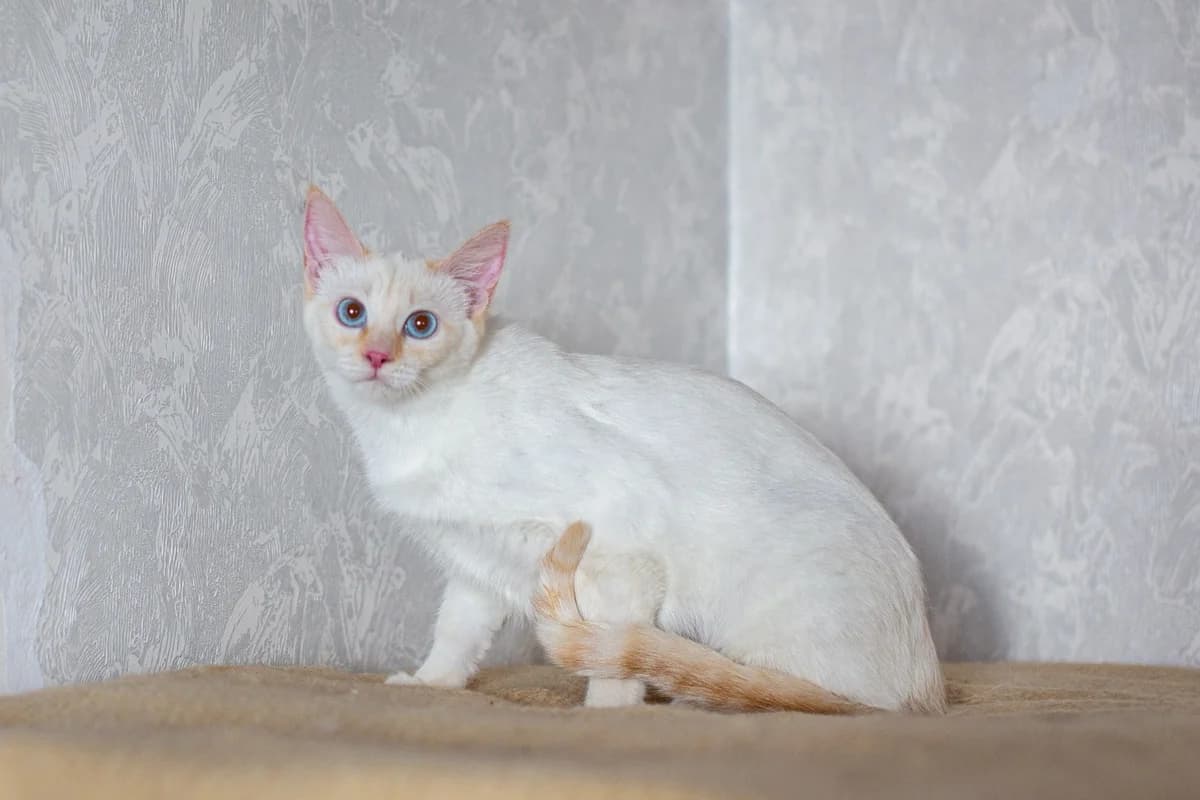 koshka ALSU – tayskaya krasotka (кошка АЛСУ – тайская красотка), female Mixed Breed for adoption at Kotyata Darom, Minsk Region