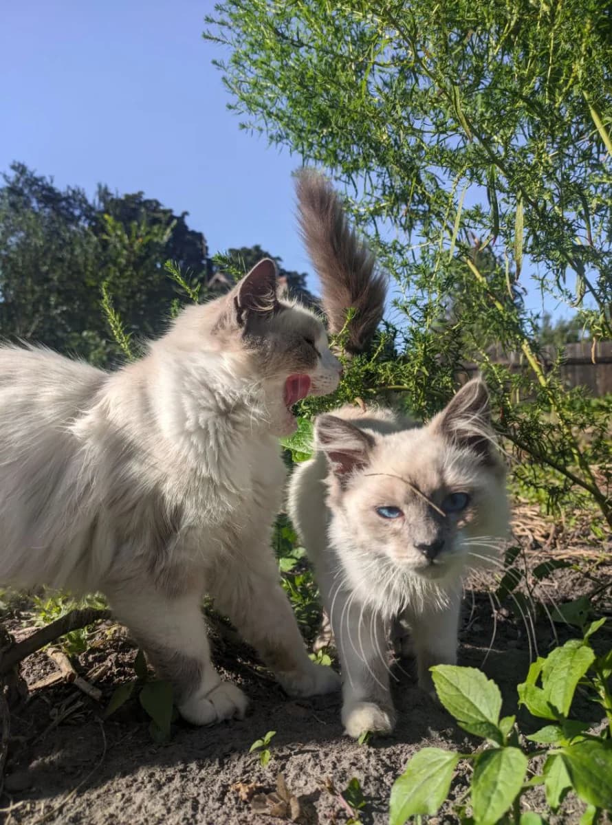 Koshka i dve docheri (Кошка и две дочери), female Mixed Breed for adoption at Kotyata Darom, Minsk Region