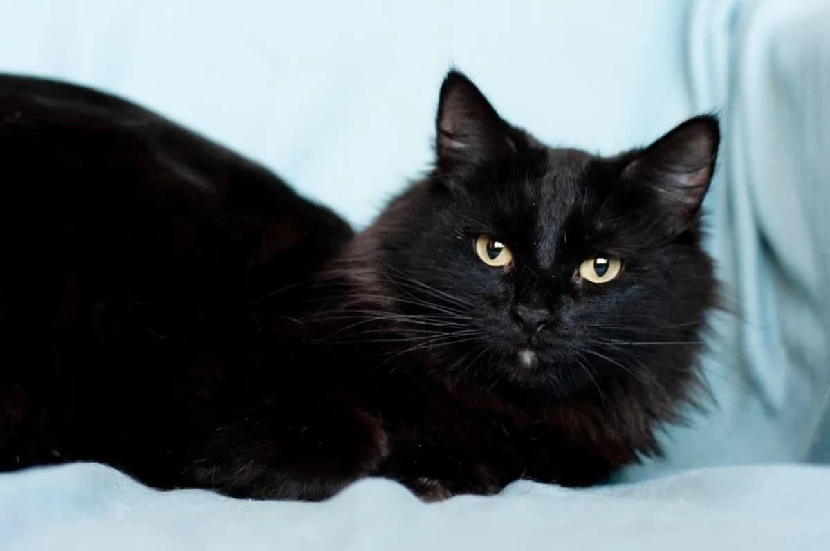 Koshka Imana (Кошка Имана), female Mixed Breed for adoption at Kotyata Darom, Minsk Region