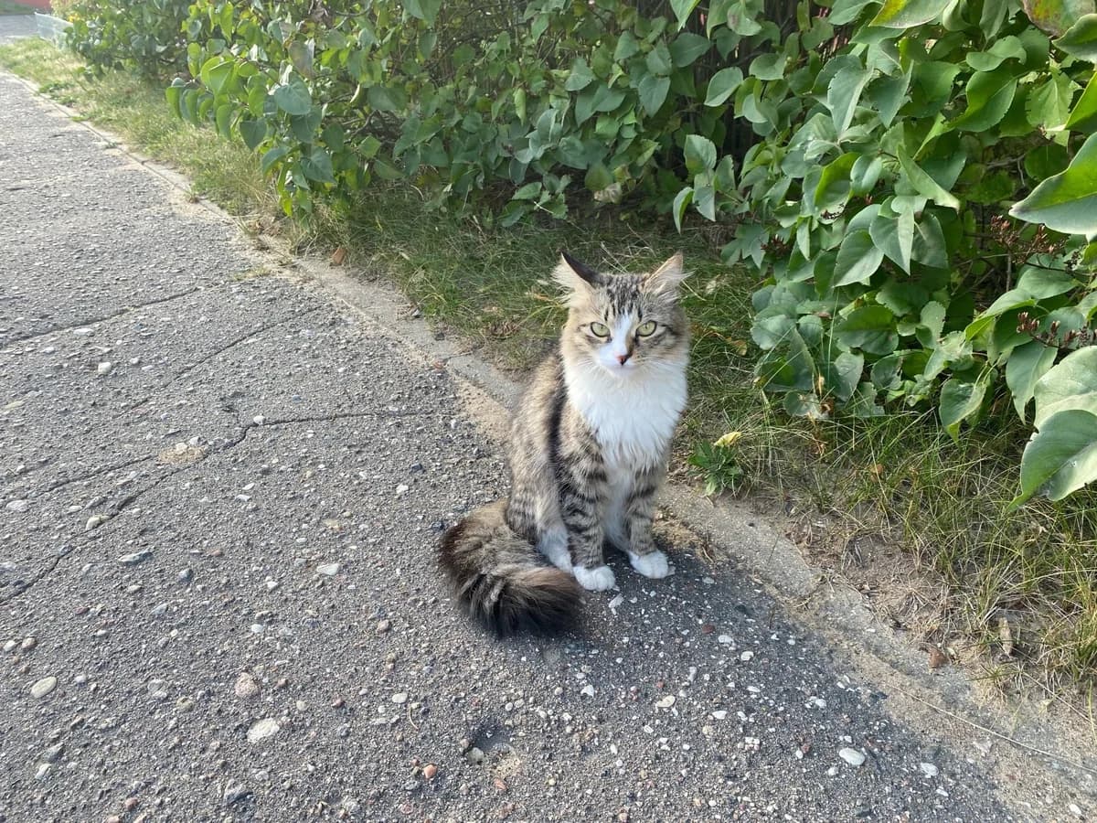 Koshke nuzhna perederzhka ili dom, sos (Кошке нужна передержка или дом, сос), Mixed Breed for adoption at Kotyata Darom, Minsk Region